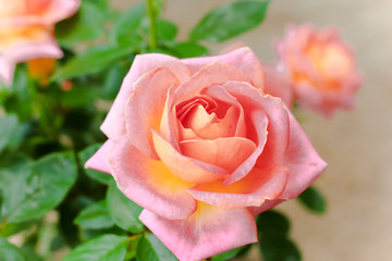 Pink rose in the garden