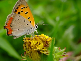 playing on the dandelion #3