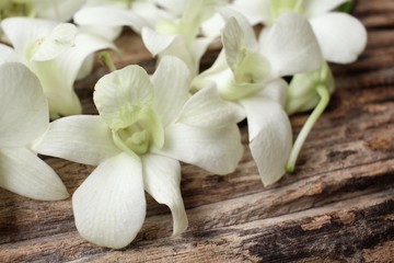 Obraz na płótnie Canvas White orchid flower