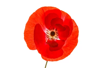 Papier Peint photo Lavable Coquelicots poppy isolated on the white