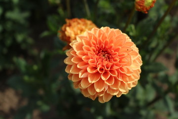 Георгина оранжевая в ботаническом саду