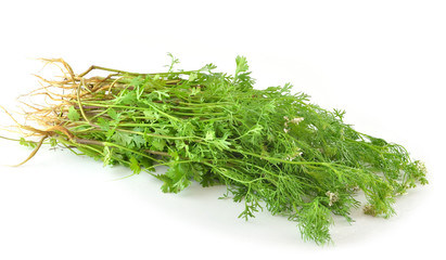 coriander on white background