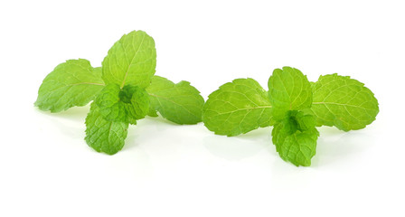 mint on white background