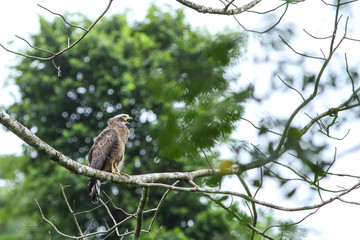 Crested Serpent Eagle resting on a perch