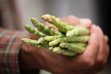 Bunch of asparagus with hand