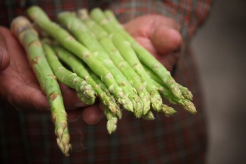 Bunch of asparagus with hands