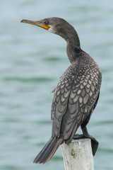 Little cormorant, Javanese cormorant (Microcarbo niger)