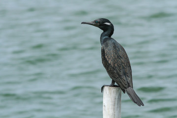 Indian shag bird