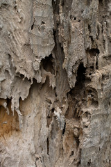 Close up of wood texture