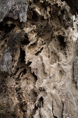 Close up of wood texture