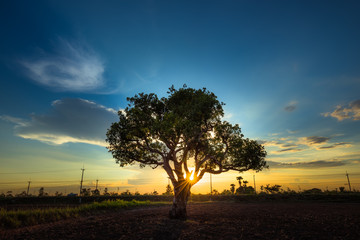 Lonely Tree with Sunset in the background