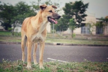 Dog looking in the park