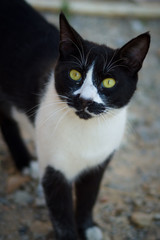 Fototapeta premium Homeless cat.