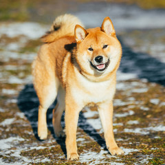 Beautiful Red Shiba Inu Puppy Dog Staying Outdoor In Spring