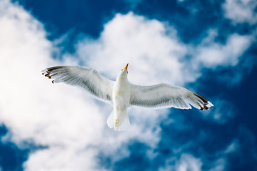 Flying Seagull On Blue Cloudy Sky Background