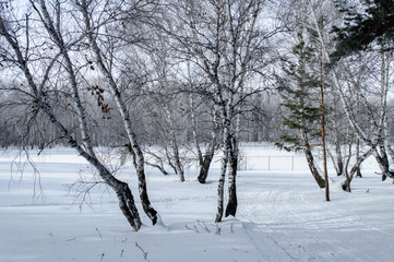 Birch and pine forest