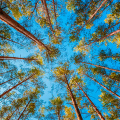 Looking Up In Autumn Pine Coniferous Forest Tree To Canopy