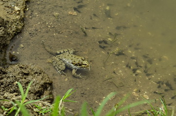 Frog in small river in meadow field, Zavet town, Bulgaria