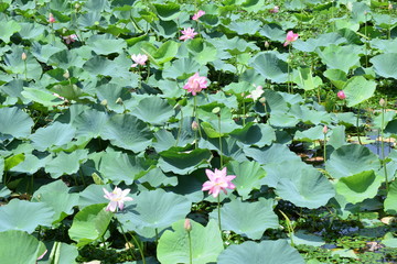 ハス畑／山形県の鶴岡市でハス畑を撮影した写真です。
