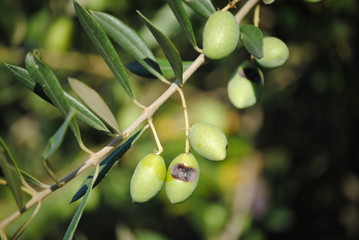 olive