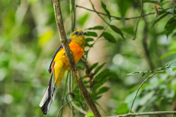 Bird in nature