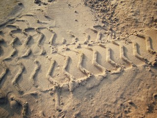 Wheel tracks on the soil.