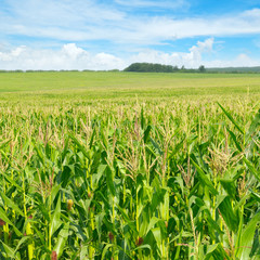 green corn field and blue sky