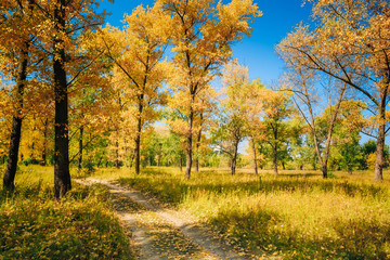 Sunny Day In Autumn Sunny Forest Trees, Green Grass. Nature Wood