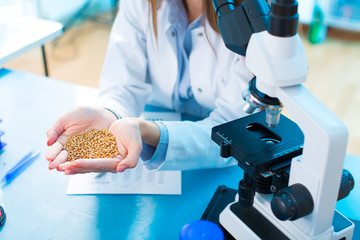 Different varieties of lentils in a laboratory breeding and gene