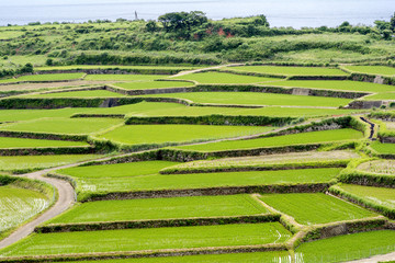 平戸島の棚田