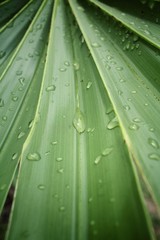 Palm leaves with drip water