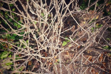 Tree branches