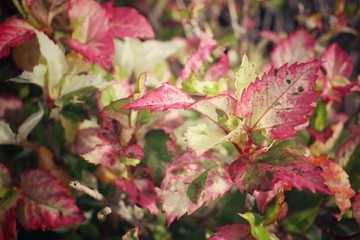 Red leaves