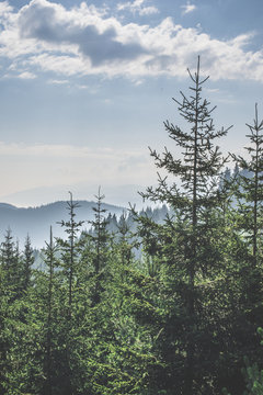 Fototapeta Green fir forest