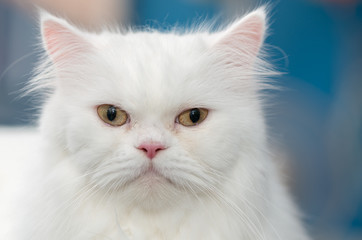 Close up face white Persian cat