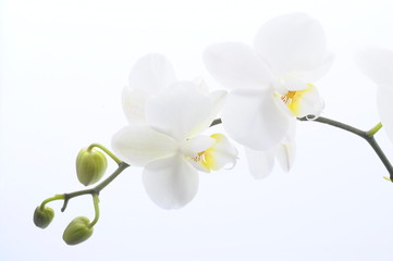 Obraz na płótnie Canvas White flower orchid