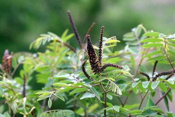  Amorpha fruticosa
