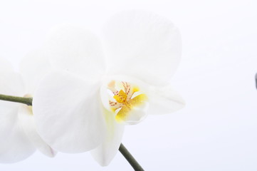 Naklejka na ściany i meble White flower orchid
