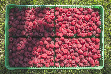 Raspberries in a green crate