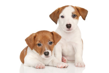 Jack Russell puppies