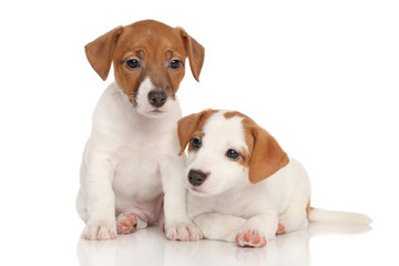 Jack Russell little puppies