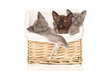 Fototapeta na wymiar Burmese kittens on a white background