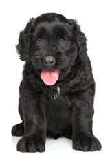 Black Russian terrier puppy