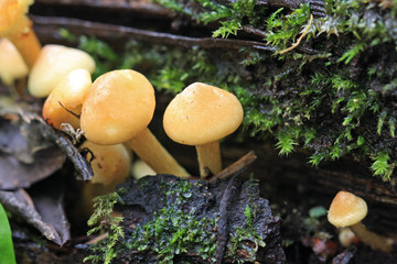Toadstools
