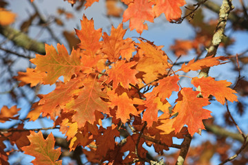 Oak tree in autumn