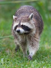 Naklejka na ściany i meble Close-up portrait of an adult raccoon