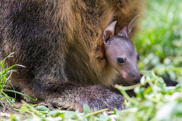 Wallaby with a young joey © michaklootwijk