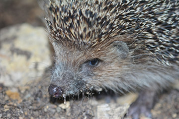 portrait of a hedgehog