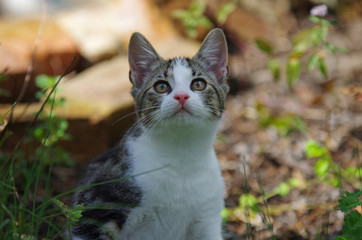 Die junge Katze schaut aufmerksam