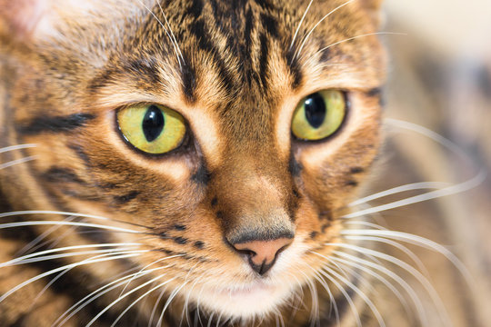 Portrait of cat brown mackerel tabby color, close-up.